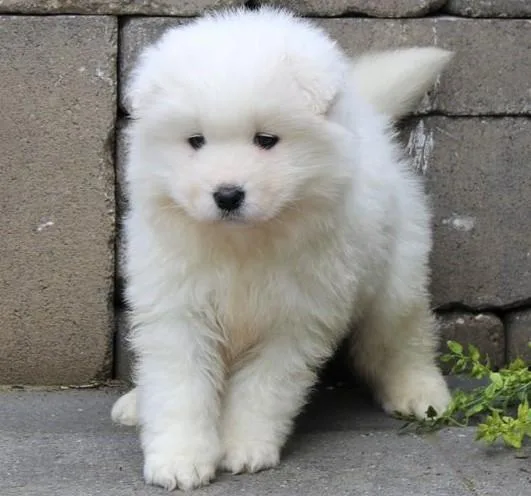 Super Cute Samoyed Puppies for sale.
