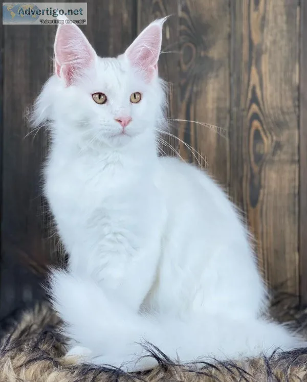 Maine Coon Kittens For Adoption