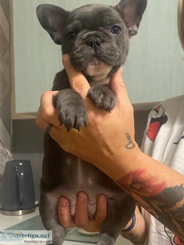 French bulldog puppies for sale