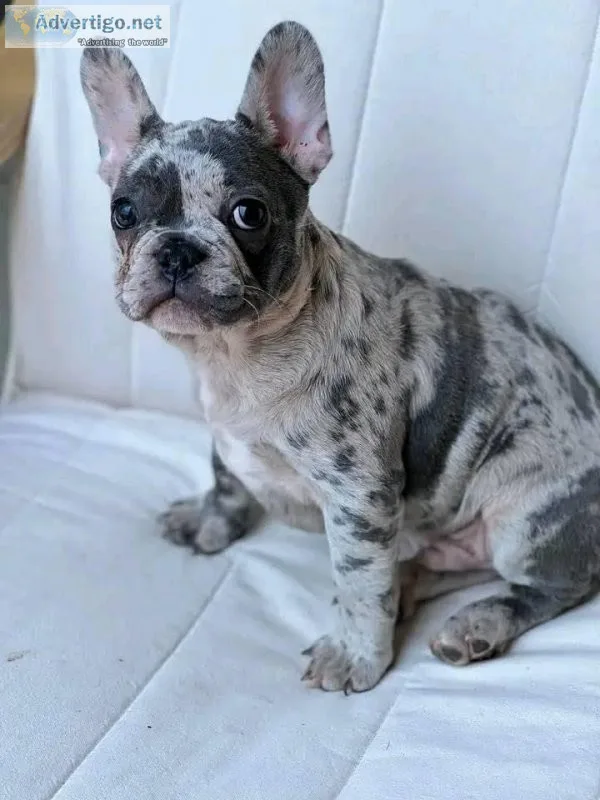 Male and Females French bulldog puppies Available