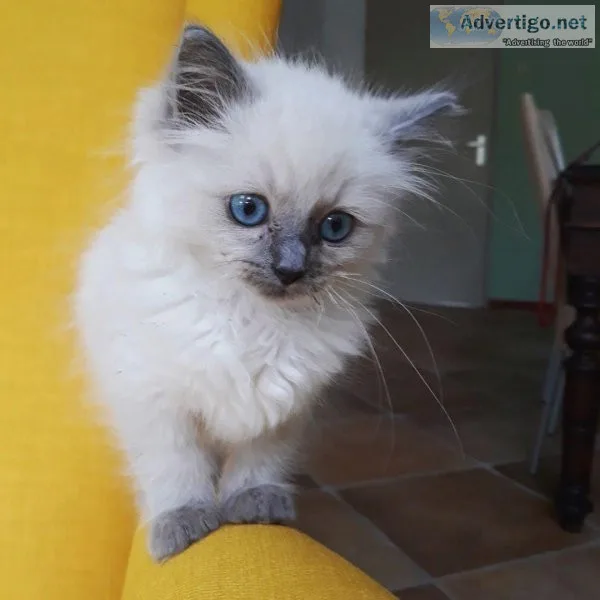 Another Gorgeous Ragdoll Kitten AVAILABLE