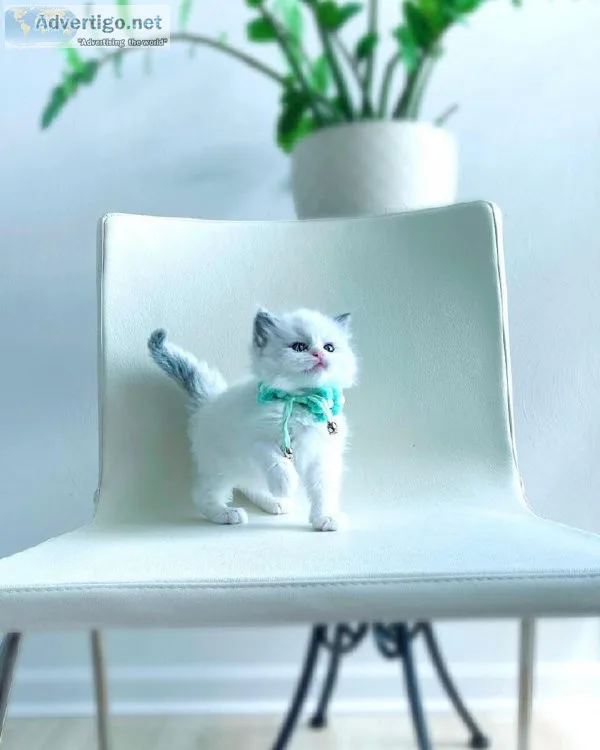 Grey Ragdoll Kitten for Sale - Sweet and Kind Kitten