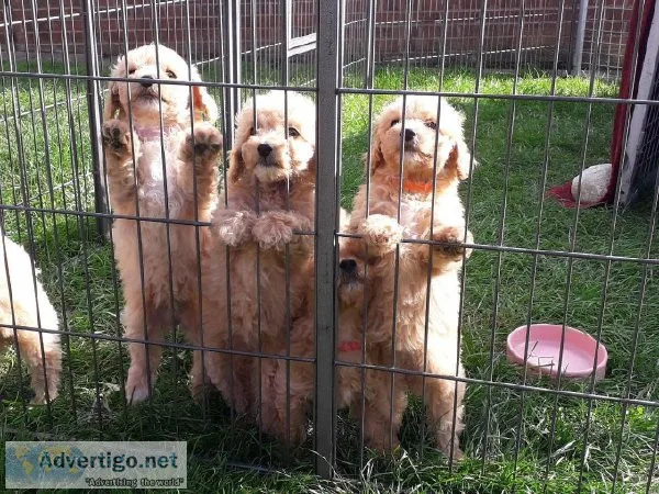 Akc registered Toy Poodle Puppies.