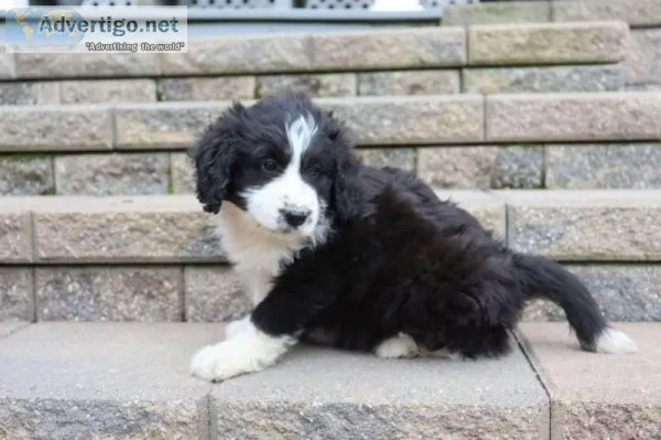Tom Male Aussiedoodle