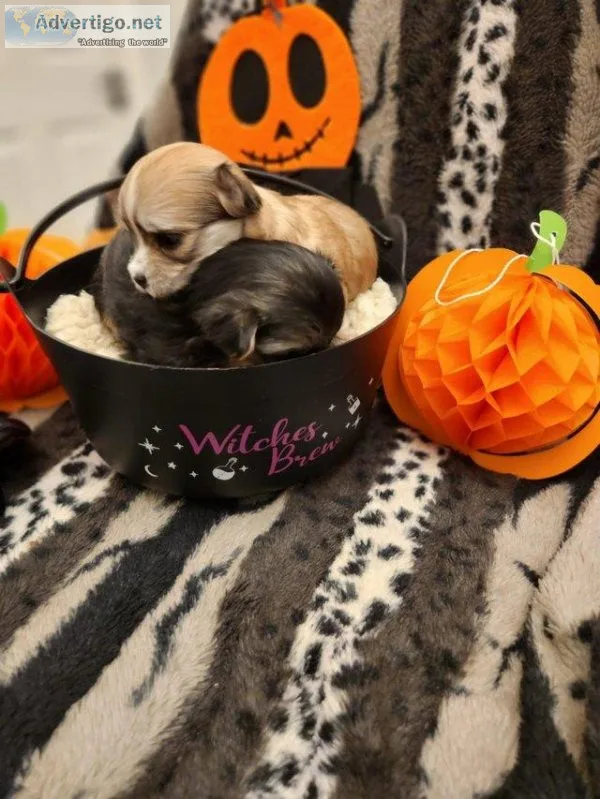 5 beautiful Morkie puppies male and female