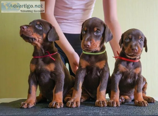 Healthy Doberman puppies