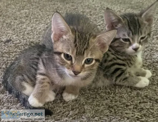 Bengal Mix Kittens 2 left
