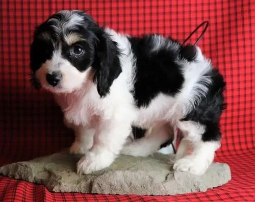 Well Socialized Cavachon Puppies
