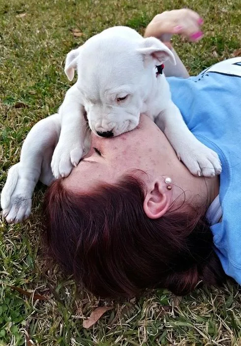 Top Healthy Dogo Argentino puppies