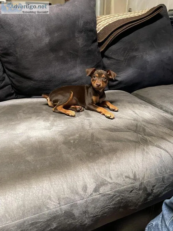 Miniature Pinscher