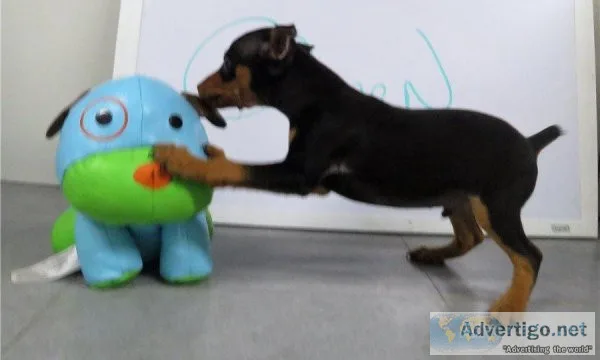 Well Socialized Miniature Pinscher Puppies