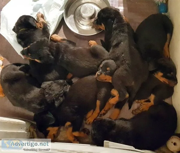 Astonished rottweiler puppies