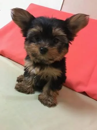 Wholesome Yorkie Puppies for sale