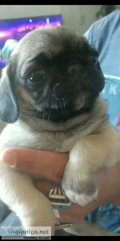 NAPR Pug Puppies