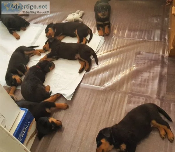 Astonished rottweiler puppies