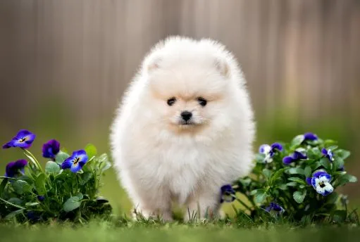 Gorgeous pomeranian puppies for sale