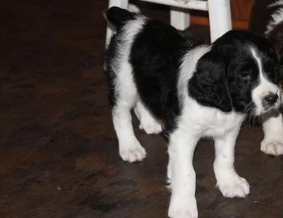 Gorgeous English Springer Spaniel puppies
