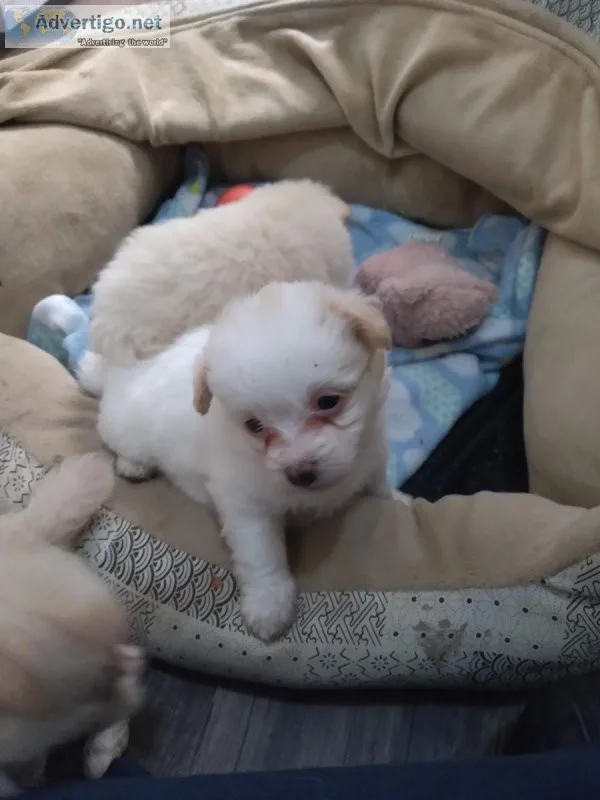 Puppies for sale