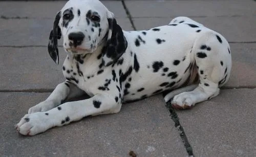 Perfect Dalmatian Puppies For Lovely Homes