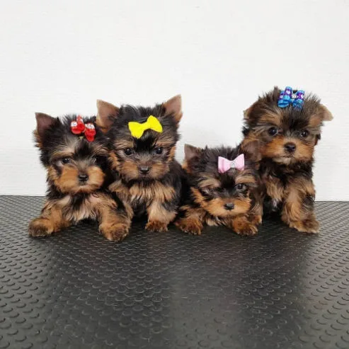 Akc yorkshire terrier puppies