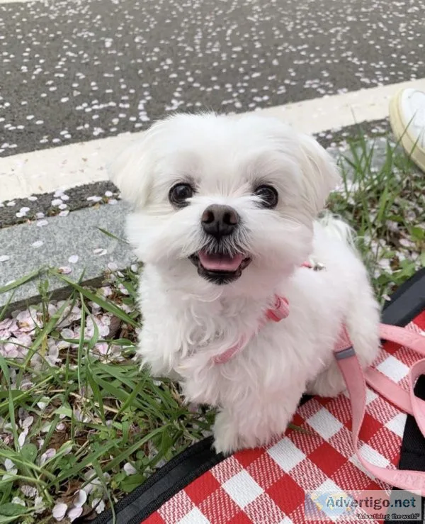 Akc reg maltese puppies