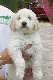 Mini Goldendoodle puppies