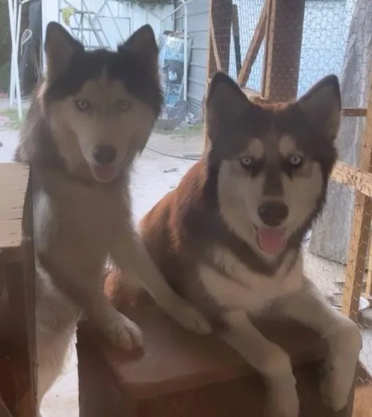 Rehoming husky