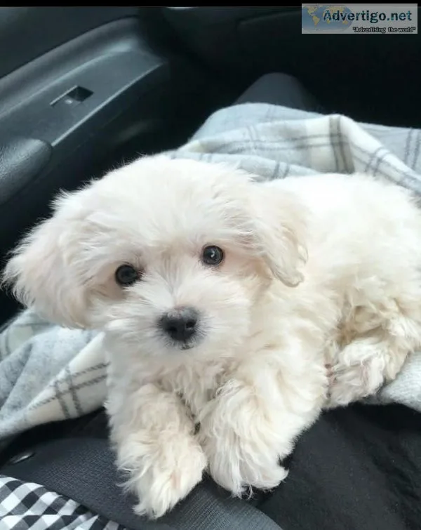 AKC _ Maltese puppies_