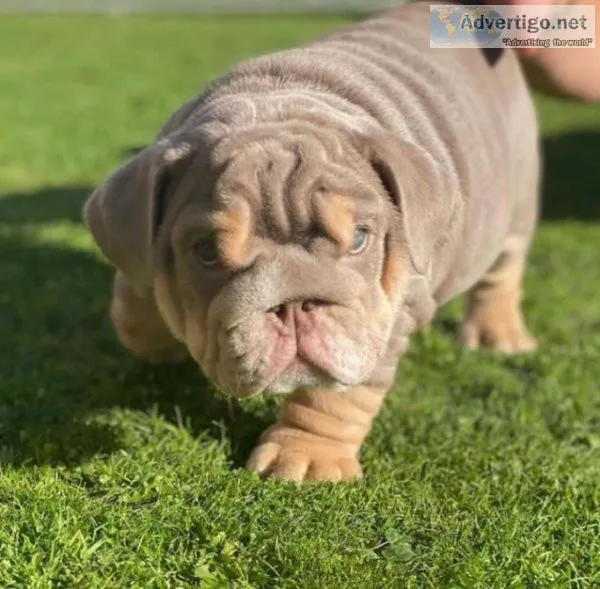 ___ENGLISH BULLDOG____puppi es___