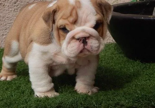 Well Socialized Miniature English Bulldog puppies