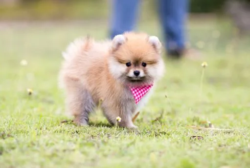 Gorgeous pomeranian puppies for sale
