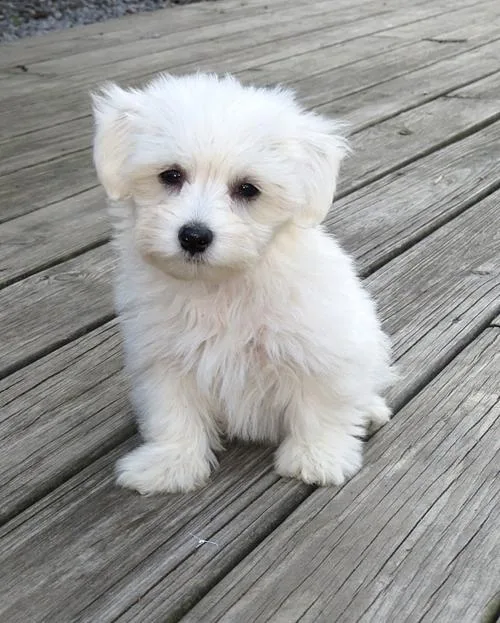 Excellent Coton De Tulear Puppies
