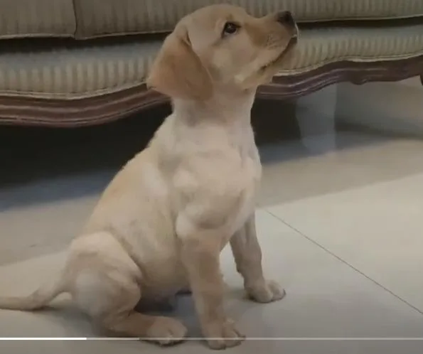 Can my dog train like others