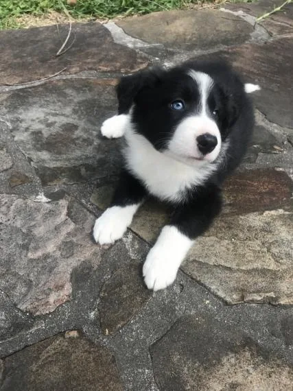 Well Socialized Border Collie puppies