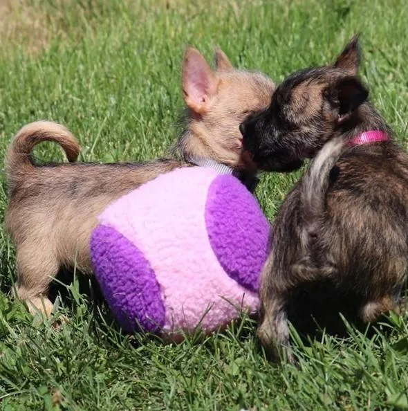 Male and female Cairn Terrier Puppies for sale