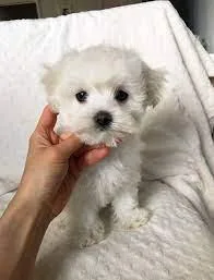 Toy Purebred Maltese puppies