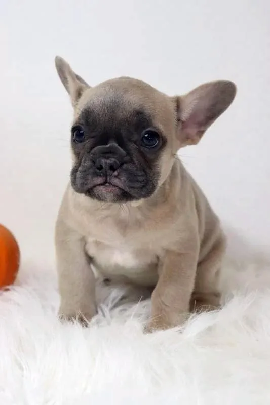 Willow Female AKC French Bulldog