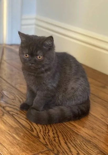 Chocolate Scottish fold female kitten