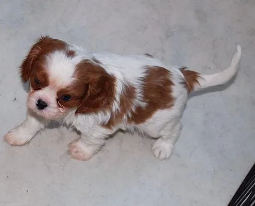 Lovely Cavalier King Charles Spaniel Puppies