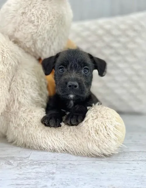 Winston