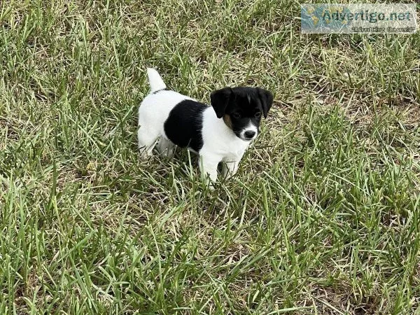 Jack Russell