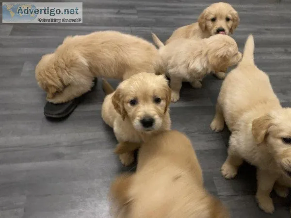 Golden retriever pups ready for new homes