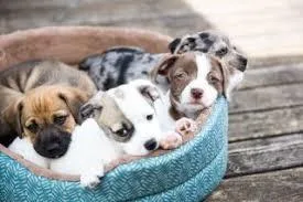 English Bulldog Puppies 3500-5... Rare Exotic Color English Bull