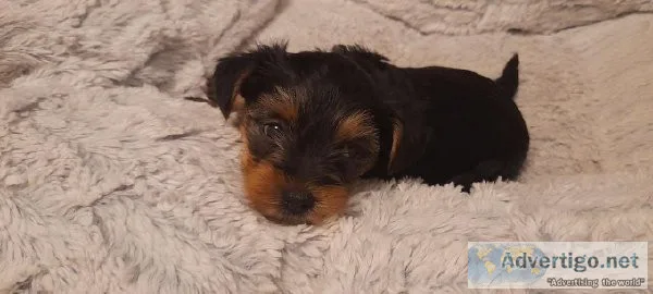 AKC _ Yorkie puppies_