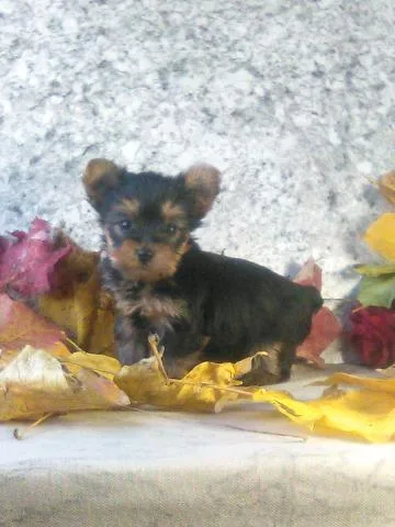 Kelly tea cup yorkie
