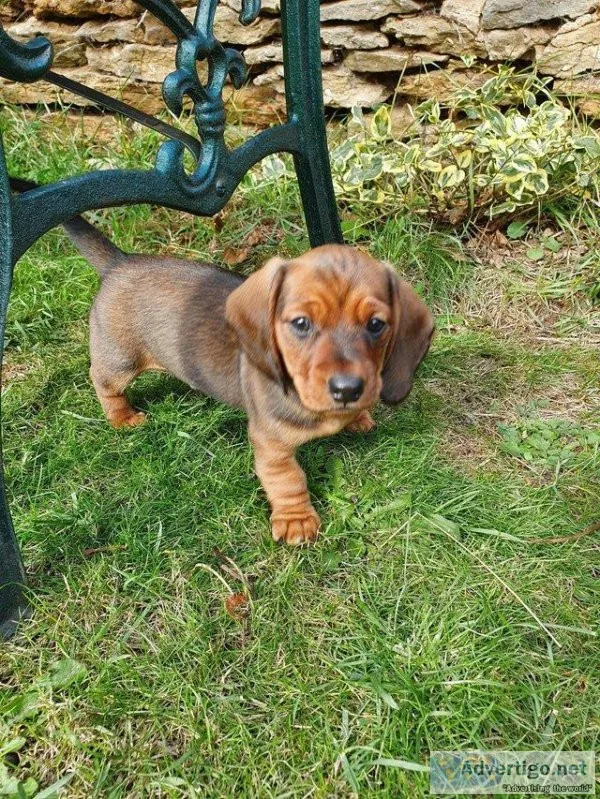 Miniature Smooth-Haired Dachshunds