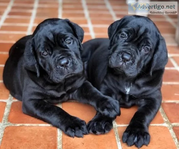 AKC _ Cane Corso puppies_