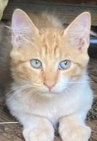 Free Free Free male Kitten to Loving Home