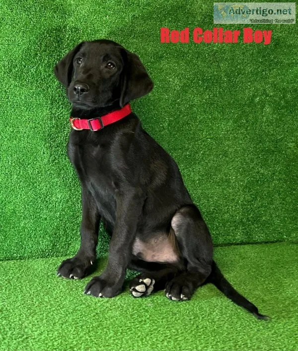 AKC Male Black Lab Puppies 34 American 14 English