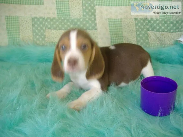 Beagles